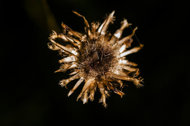 Verwelkte Wildblume vor schwarzem Hintergrund - TCF004742