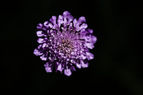 Meadow widow flower, close-up - TCF004743