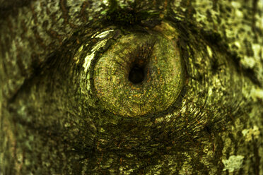 Tree eye of an oak, close-up - TCF004749