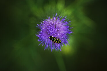 Gebänderte Schwebfliege auf Cirsium Vulgare, Nahaufnahme - TCF004750