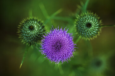 Cirsium Vulgare, Nahaufnahme - TCF004751