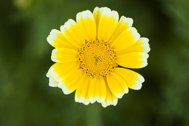 Garland Chrysanthemum - TCF004755