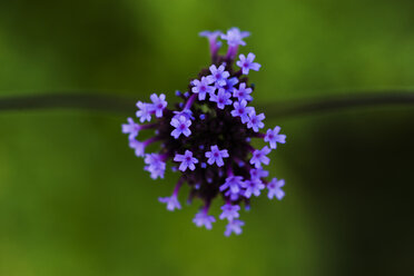 Clustertop vervain, close-up - TCF004756