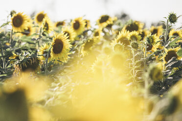 Sunflower field - ASCF000261