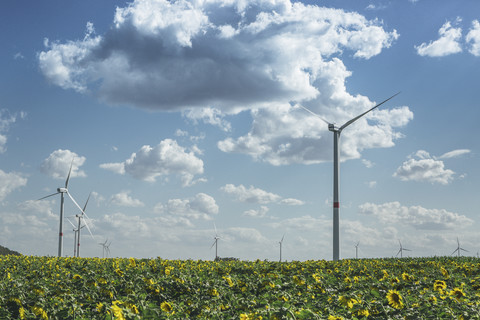 Sonnenblumenfeld und Windpark, lizenzfreies Stockfoto