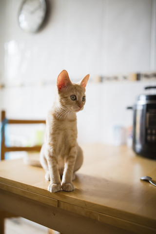Tabby-Kätzchen sitzt auf dem Küchentisch, lizenzfreies Stockfoto