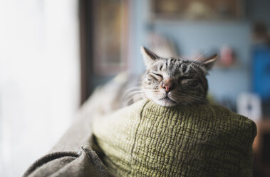 Portrait of tabby cat sleeping on the backrest of a couch - RAEF000265