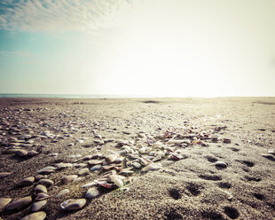 Peru, Seashells at beach - KRPF001593