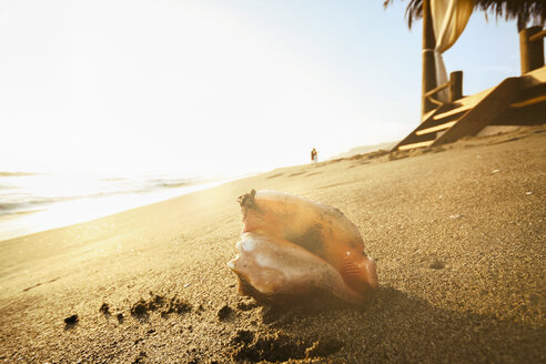 Indonesien, Bali, Muschel am Strand vor einer Strandhütte - KRPF001570