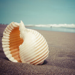 Indonesien, Bali, Muschel am Strand - KRPF001572