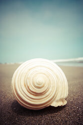 Indonesia, Bali, Seashell on beach - KRPF001573