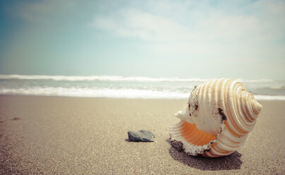 Indonesia, Bali, Seashell on beach - KRPF001574