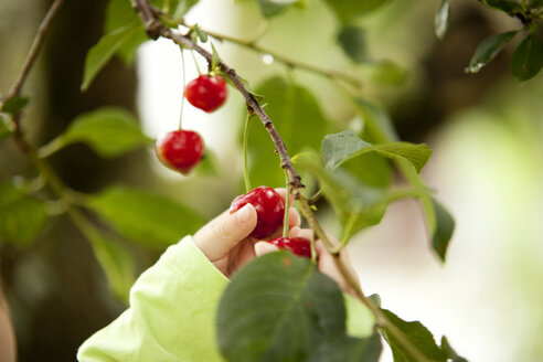 Kleines Mädchen pflückt mit der Hand Kirschen von einem Baum - MFRF000309