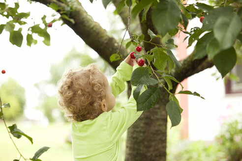 Kleines Mädchen pflückt Kirsche von einem Baum - MFRF000311
