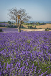 Frankreich, Alpes-de-Haute-Provence, Lavendelfeld bei Valensole - KEBF000209