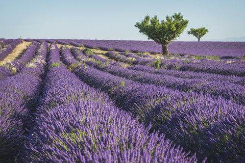 Frankreich, Alpes-de-Haute-Provence, Lavendelfeld bei Valensole, lizenzfreies Stockfoto