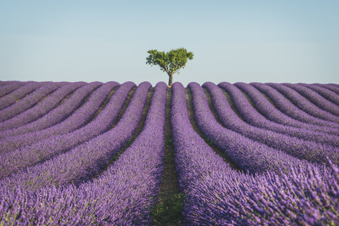 France, Alpes-de-Haute-Provence, Lavender field near Valensole - KEBF000212