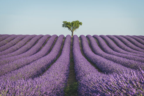 Frankreich, Alpes-de-Haute-Provence, Lavendelfeld bei Valensole - KEBF000212