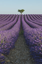 Frankreich, Alpes-de-Haute-Provence, Lavendelfeld bei Valensole - KEBF000213