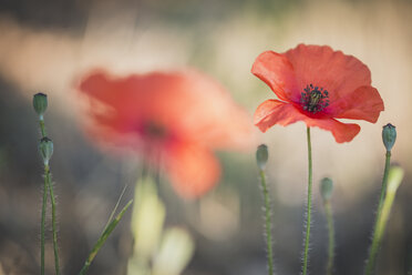 Mohn , Papaver rhoeas - KEBF000214