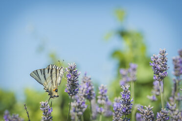 Seltene Schwalbenschwänze, Iphiclides podalirius, Lavendelblüten - KEBF000215