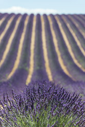 France, Alpes-de-Haute-Provence, Lavender field near Valensole - KEBF000217