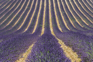 Frankreich, Alpes-de-Haute-Provence, Lavendelfeld bei Valensole - KEBF000218