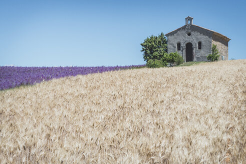 Frankreich, Alpes-de-Haute-Provence, Entrevennes, Kapelle Notre-Dame-de-la-Sante, Mais- und Lavendelfeld - KEBF000219