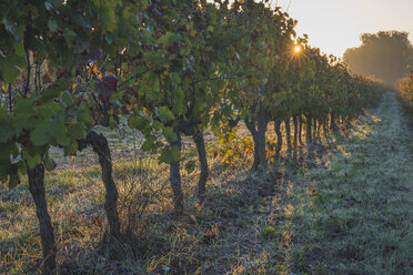 Frankreich, Departement Var, Ponteves, Weinberg bei Sonnenaufgang - KEBF000224