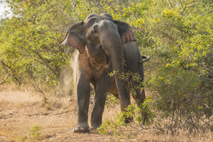Sri Lanka, Asiatischer Elefant - TOVF000014