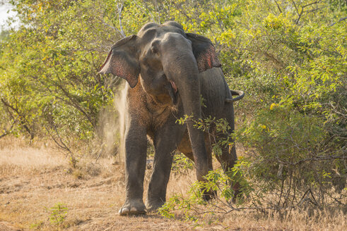 Sri Lanka, Asiatischer Elefant - TOVF000014