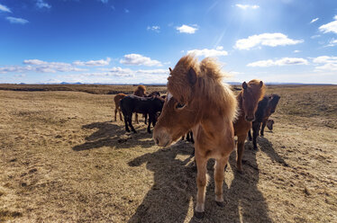 Iceland, Icelandic Horse, Equus ferus caballus, ponies - SMAF000367