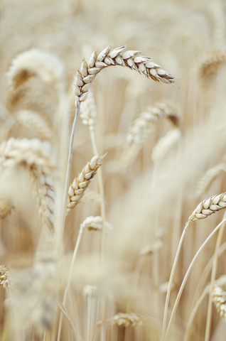 Ähren eines Weizenfeldes, lizenzfreies Stockfoto