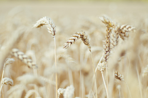 Ähren eines Weizenfeldes, lizenzfreies Stockfoto