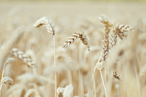 Spikes of a wheat field stock photo