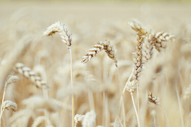 Spikes of a wheat field - CZF000210