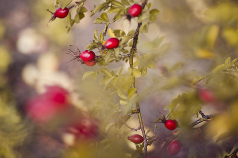 Dogrose with fruits in autumn stock photo