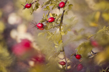 Heckenrose mit Früchten im Herbst - CZF000211