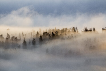 Germany, Saxony-Anhalt, Harz National Park, firs in heavy fog in the evening - PVCF000526