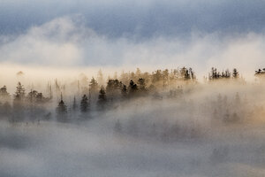 Deutschland, Sachsen-Anhalt, Nationalpark Harz, Tannen im abendlichen Hochnebel - PVCF000526