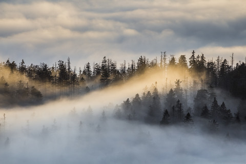 Deutschland, Sachsen-Anhalt, Nationalpark Harz, Tannen im abendlichen Hochnebel, lizenzfreies Stockfoto