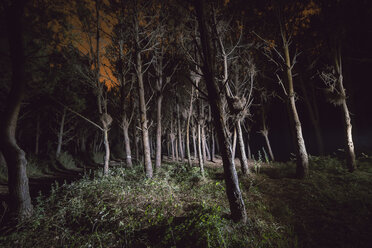 Wald bei Nacht mit einer Taschenlampe beleuchtet - RAE000239