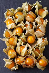 Physalis auf Schiefer - CSF025966