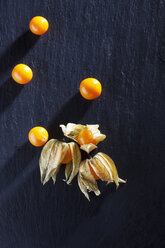 Physalis auf Schiefer - CSF025969