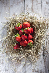 Erdbeeren auf einem Nest - CSF025971