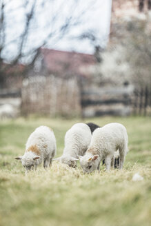 Three grazing lambs - ASCF000248