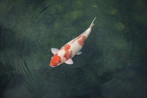 Japan, Koi-Karpfen in einem Teich - FLF001194