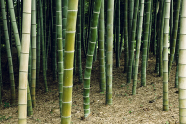 Japan, Arashiyama, Bambuswald - FLF001195