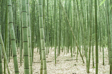 Japan, Arashiyama, Bambuswald - FLF001204