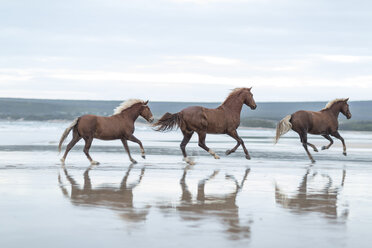 Braune Pferde laufen am Strand - ZEF006417